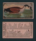 1889 Allen   Ginter - N13 Game Birds Tobacco Cards - U Pick