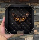 Death Head Moth Collector   s Gift Real Framed Taxidermy Insect Gothic Art Decor