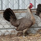 6 Pure Sweater Mcguiness Grey Gamefowl Poultry Chicken Hatching Eggs