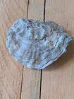Fossil Clam Shell 2 Piece Fits Together Perfectly 