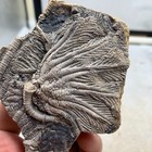 150 Grams Of Fossils Of Crinoid From The Guanling Biota In Guizhou