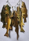 8 Vintage Taxidermy Fish On Stringer Perch  Bass  Walleye Mount Man Cave  Cabin