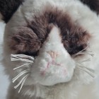 Grumpy Cat Gund Plush Tan Brown W  Grey Eyes Stuffed Animal 10  Siamese