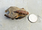 Unprepared Australian Scorpion Mud Lobster     Thalassina Anomala     2 5  Long