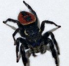   1  M f Pair Red Backed Jumper  phidippus Carneus  