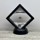 Saltasaurus Extinct Dinosaur Eggshell Fossil Piece In Display Case