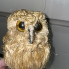Vintage 1970 s Gold Jute Rope Macrame Owl Wall Hanging On A Limb-7   