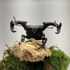 Hexarthrius Buqueti Stag Beetle Mounted Real Insect Taxidermy Display Entomology