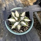 1pc Sale Rare Cacti Agave Titanota Fo076 White Mediopicta Random Boutique Decor