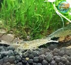 10  1 Amano Algae Eater - Freshwater Neocaridina Aquarium Shrimp  Live Guarantee