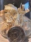 Real Quail Skeleton     Beetle Cleaned    oddities halloween skull bones craft
