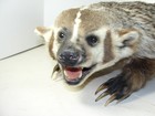 Badger Taxidermy Full Body Mount Beautiful In Excellent Condition