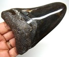Megalodon Shark Tooth Real Fossil - 4 28    Stunning Shark Teeth - No Restoration
