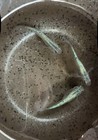 25  Sapphire Medaka Ricefish Eggs  Usa Bred 