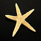 Flat Starfish Sea Shell Asteroidea Natural Dry Real Star Fish Sea Shell