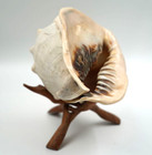 Beautiful Vintage Large Natural Conch Sea Shell 2 Lbs 12 Oz  5 X 6 X 8   