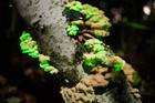 Glow In The Dark Mushroom Panellus Stipticus Bioluminescent Habitat Log  pre-ino