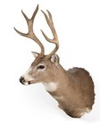 Whitetail Deer Buck 6 Point Shoulder Head Mount Taxidermy Huge 40  Tall Trophy