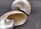 Pearlized Nautilus Seashell Polished Nautilus  1 Shell Approx  6  Inches 