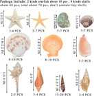 Mixed Beach Seashells 1 2 -3 5  Various Sizes With Starfish For Crafts And Decor