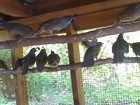 California Valley Quail 20  Eggs From Strong Healthy Stock   Fertility Verified 