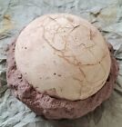 Segnosaur Dinosaur Egg Fossilized Crystallized Fossil Jurassic Cretaceous World