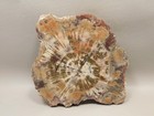 Petrified Rainbow Wood Stone Slab Polished Round Red Arizona  o148-2