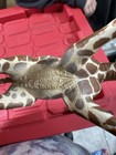 Schleich Giraffe Figure Animal 2008 Toy Figurine Zoo Safari B10