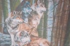5  X 7  Matted 4  X 6  Print Of Painting Of Small Pack Resting Relaxing Wolves