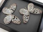 Framed Rice Paper Butterfly Taxidermy  Idea Idea X2  Entomology Gift