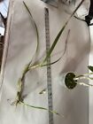 Maxillaria Tenuifolia Blooming Size Cutting Fragrant  Orchid Species Plant   