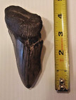 Natural Beautiful 4 5  Megalodon Tooth Fossil Shark Teeth