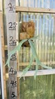 Platycerium Staghorn Wallinckii  2