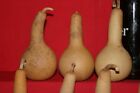 15 Mini Long Handle Dipper  Gourds  dried   Cleaned 
