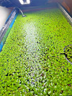 500  Giant Duckweed Mix High Grade  Grown Indoors  Parasite Free Guarantee 