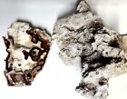 Old Stock Florida Agatized Coral Per 1 2 Lb
