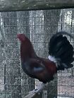 10 Game Chicken Hatching Eggs Gamefowl
