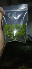 Duckweed 6oz Cup Of Starter Culture   Buy 2 Get 1 Free     