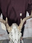 Wild 9 Point Whitetail Deer Antler Rack Horn European Skull Mount Man Cave 120 