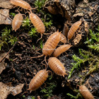 50ct Powder Orange Isopods  Bioactive  Free Shipping  porcellionides Pruinosus 