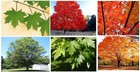Maple Tree  Great Tree To Plant For Shade 25 Seeds Usa Seller