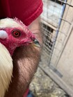 Pure Shorty Bullock American Gamefowl Eggs For Sale