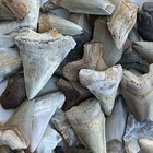 One Pound Shark Teeth Fossils Bulk Lot - Meg   Angustidens - South Carolina