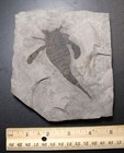 4 Inch Perfect Silurian Eurypterid From Bertie Fm  New York - Eurypterus Remipes