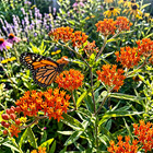 20 Milkweed Beautiful Seeds For Your Garden Or Yard Butterfly Food Flowers