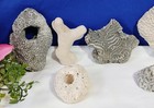 Beautiful 8-piece Ocean Sea Coral   Fossil Shell Lot  Brain Coral  Clam aquarium