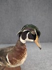 Vintage Wood Duck Mount Hunting 