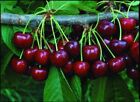 20pcs Cherry Seeds Organic Seeds Fruit Seeds Bonsai Tree High Seed In The Garden