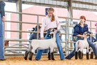 Explosion For Show Animals -  Sheep  Goats   Cattle - Builds Muscle Fast 