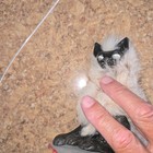 Custom Woodbaby Bat Shoulder Puppet With Cable Control Head - Fur   Feathers